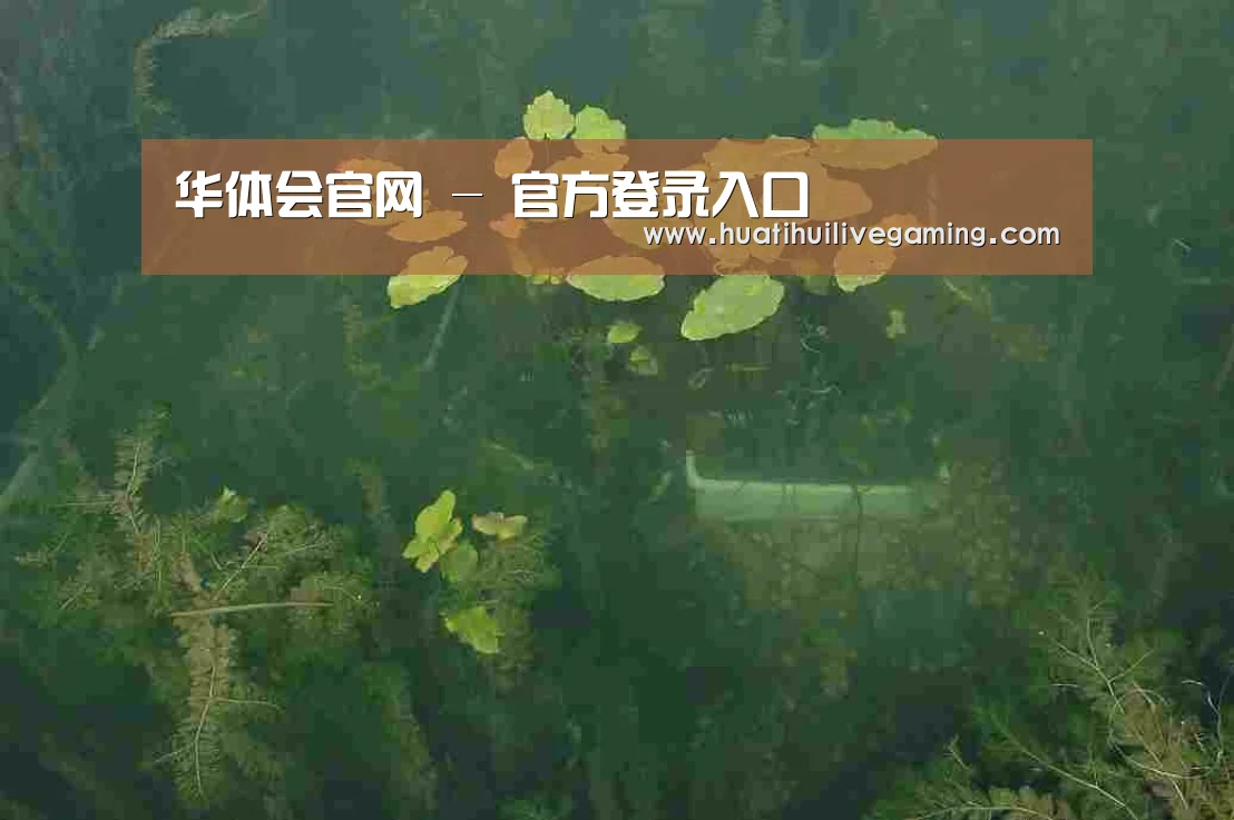 案例展示三