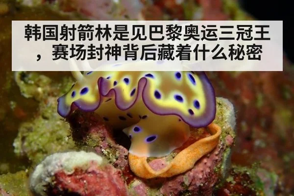 韩国射箭林是见巴黎奥运三冠王,赛场封神背后藏着什么秘密