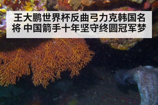 王大鹏世界杯反曲弓力克韩国名将 中国箭手十年坚守终圆冠军梦