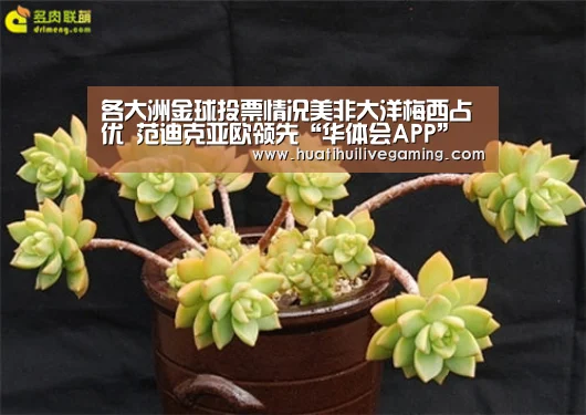 华体会体育